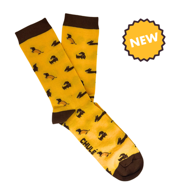 Kiko - Cão Salsicha