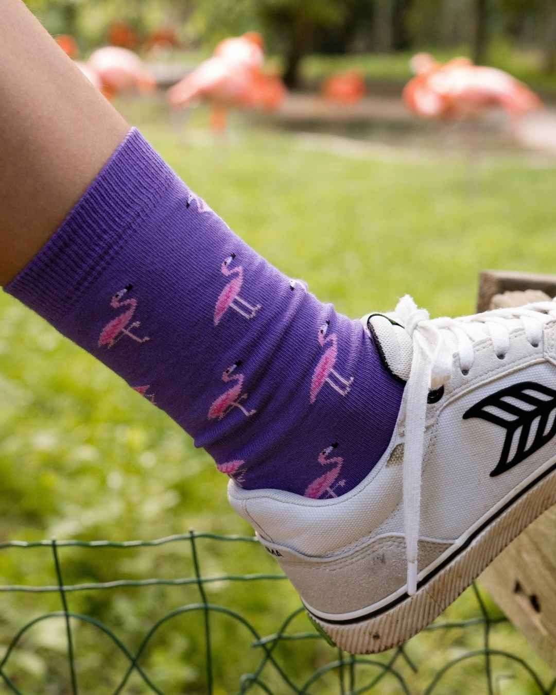 Flamingos